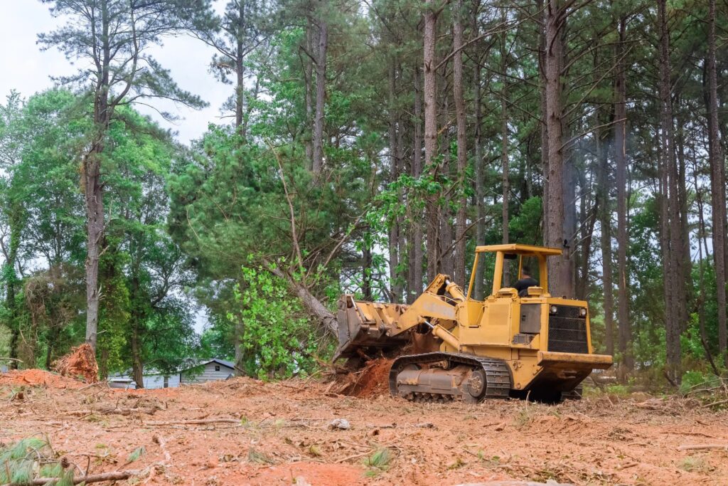 Forest Clearing