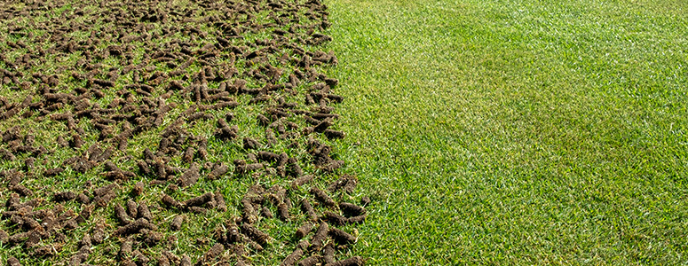 Seed Aeration